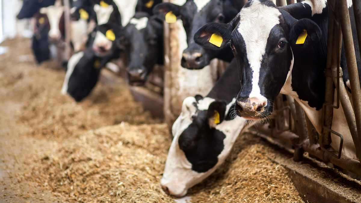 Understanding the Importance of Livestock Nutrition