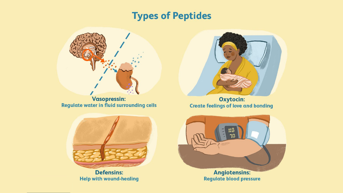What Are Peptides? All There Is to Know