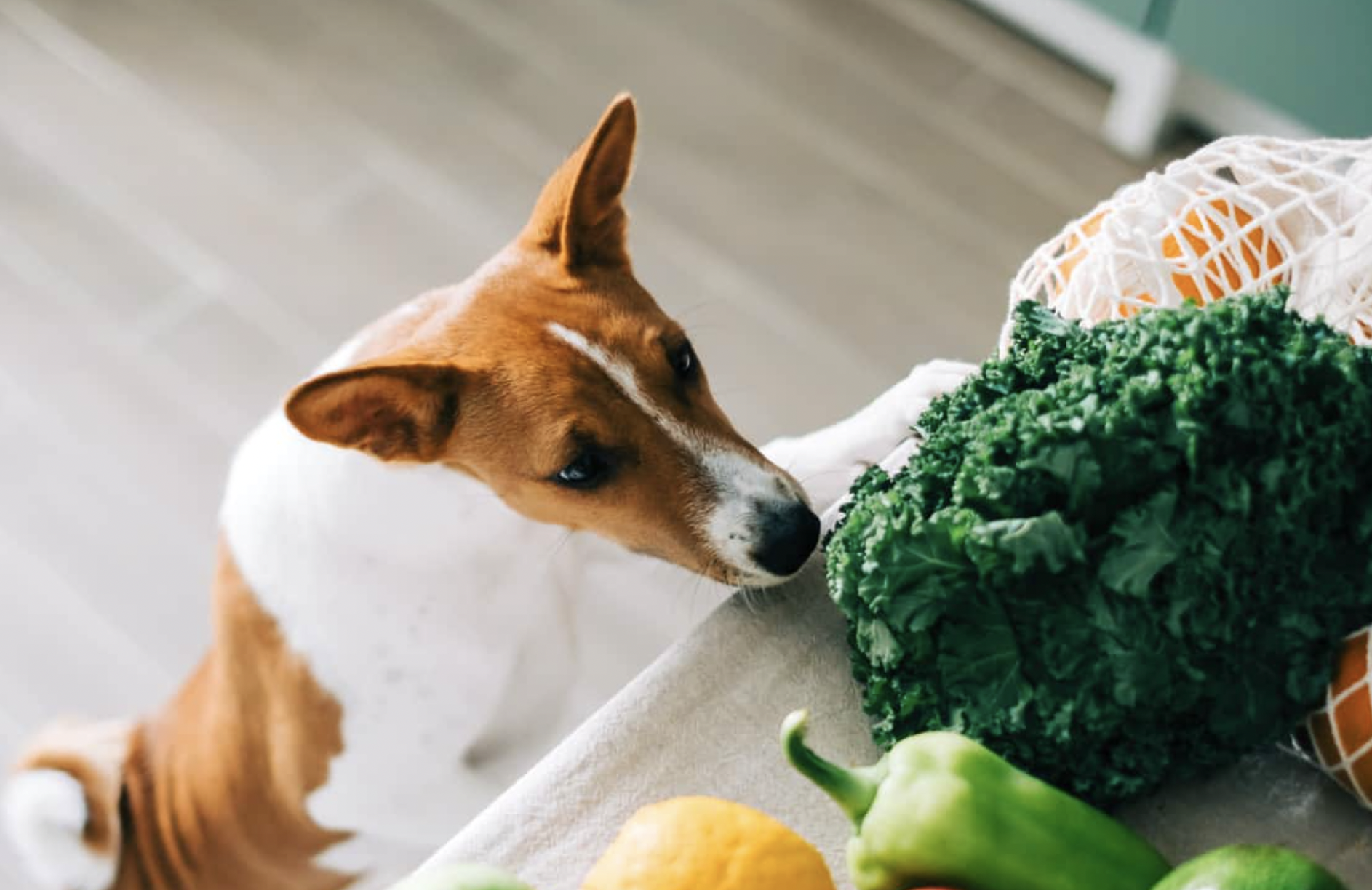 Herbs for Dogs Exploring the Potential Benefits