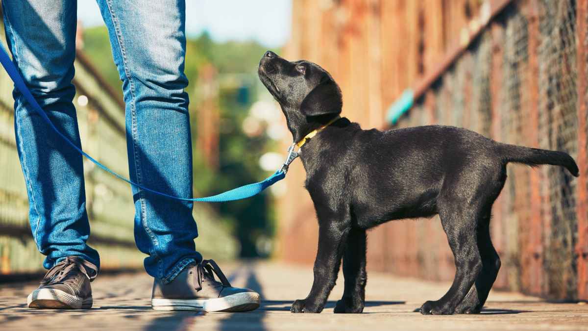 Training Your Dog Tips and Techniques for a Well-Behaved Pet