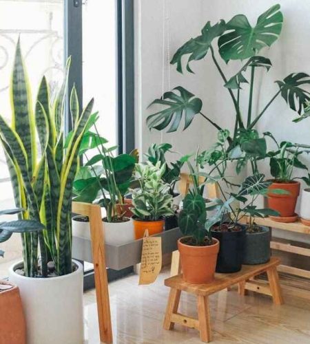 Best Condo Plants for New Homeowners