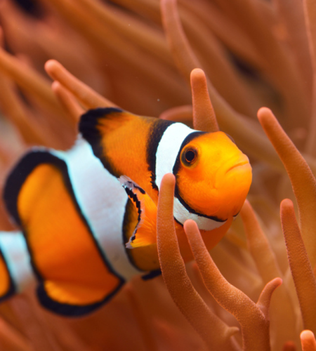 Jonathan De Vita A Beginner’s Guide to Creating a Marine Aquarium