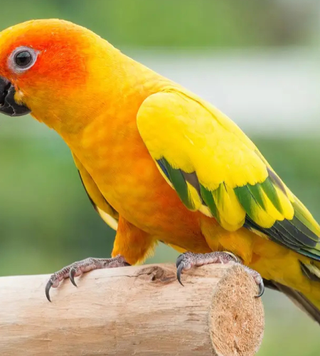Why Feathered Friends Make Great Condo Companions