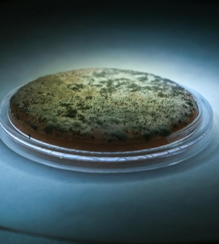 The Most Common Types of Toxic Mold Found in Homes, Offices, and Schools